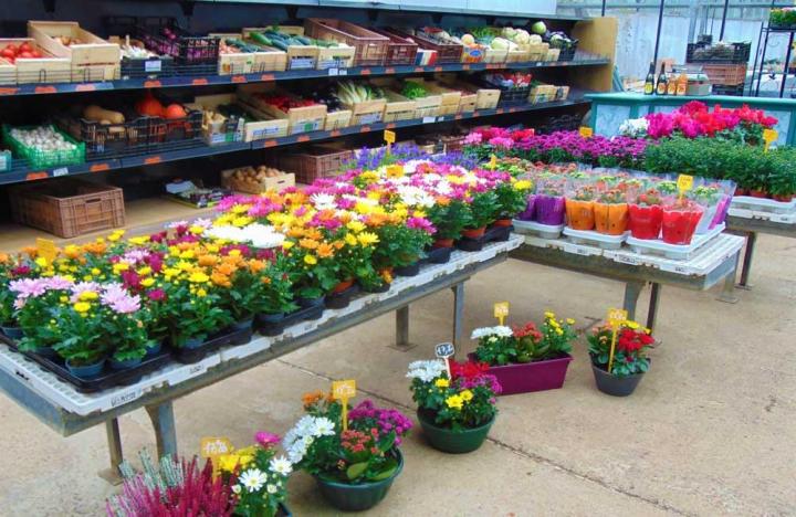 Vente de plants maraîchers Alençon