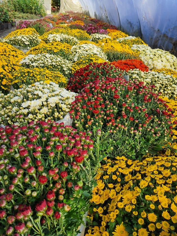 Vente de plants maraîchers Alençon