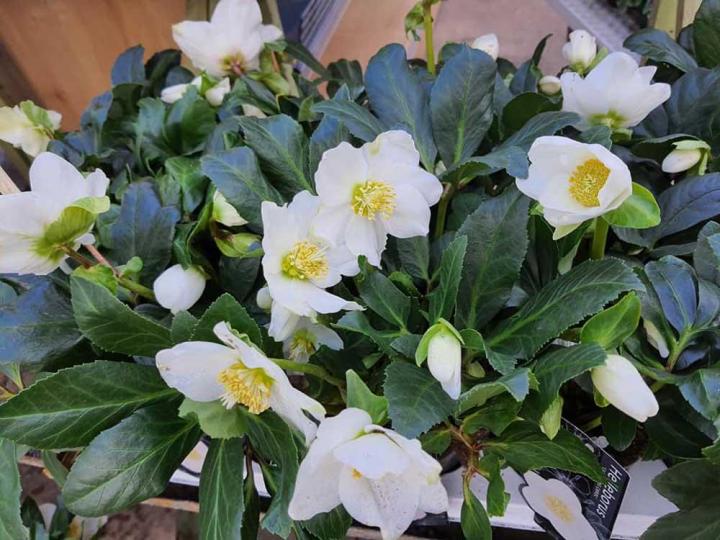 Vente de plantes à massif Alençon