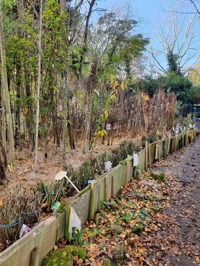 Vente de plantes à massif Alençon