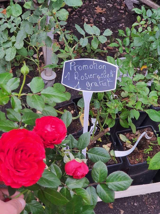 Vente de plants maraîchers Alençon