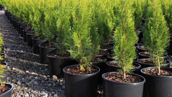 Vente de plants maraîchers Alençon